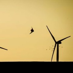 How the Media Skews Our Perception of Risk - a Case Study into Bird Deaths via Wind Turbines