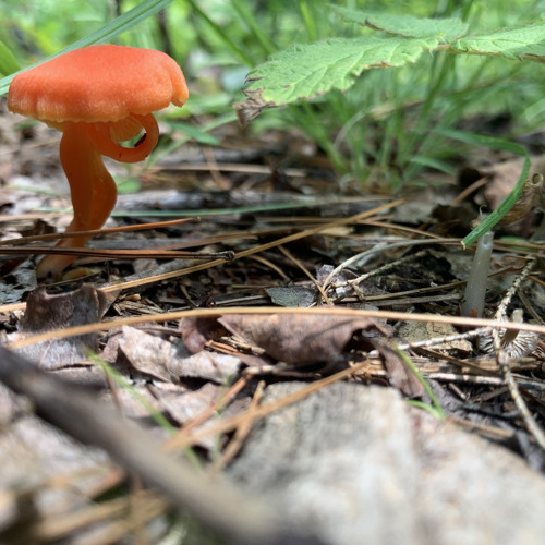 What you can do FEAT. (FaceOnFigure)