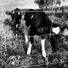 I Não Vou Parar De Olhar No Espelho Até A Minha Cara Ficar Bonita (part I)