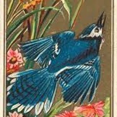 bluejay