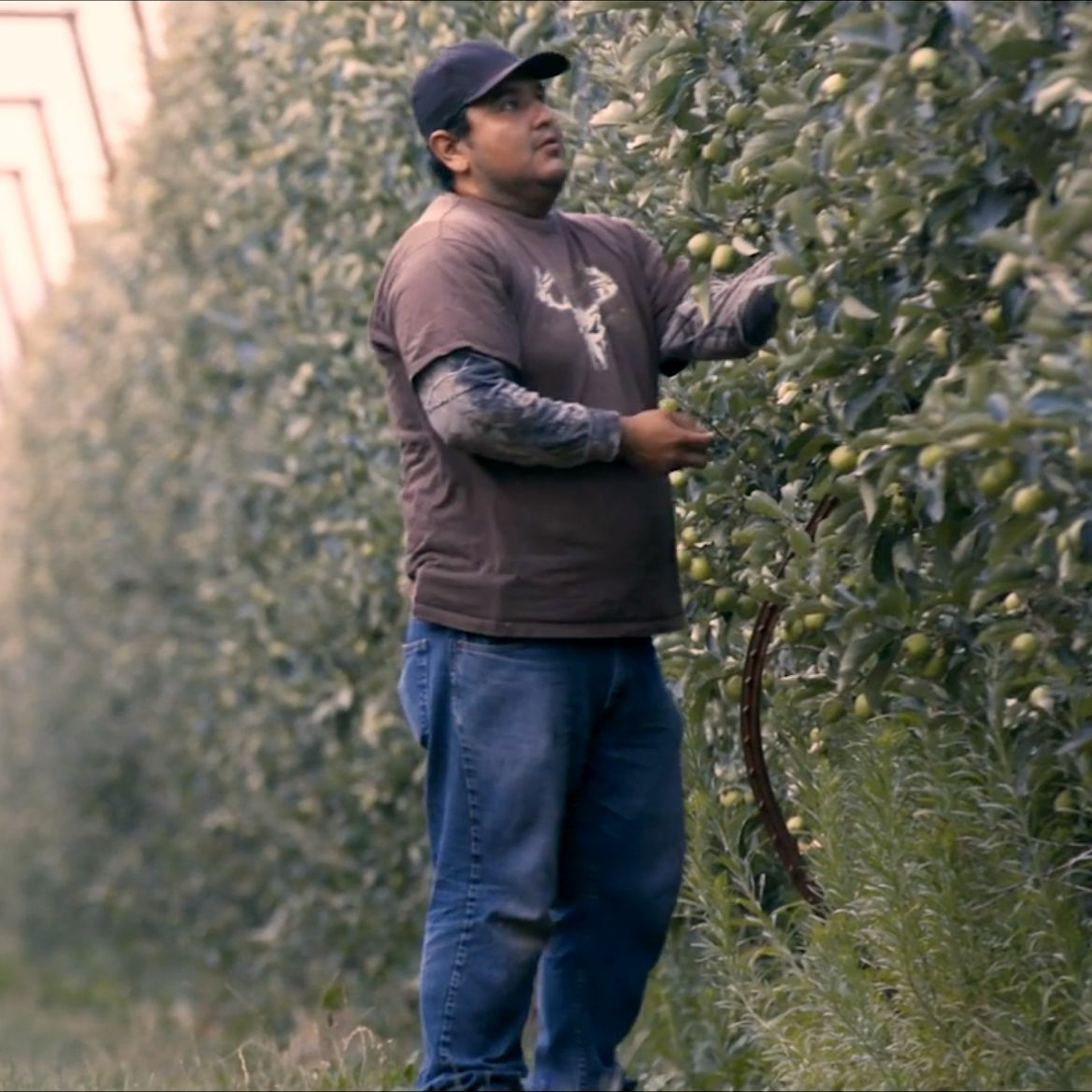 The truth about extremists suing over COVID protections for temporary farmworkers