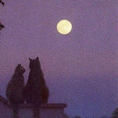 PHẢI THẬT HẠNH PHÚC - TRỊNH ĐÌNH QUANG COVER (OFFI