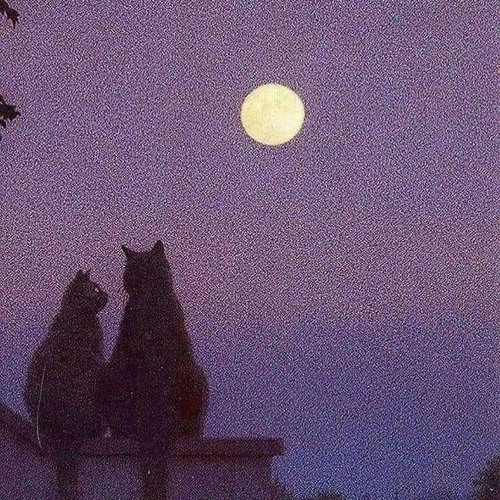 PHẢI THẬT HẠNH PHÚC - TRỊNH ĐÌNH QUANG COVER (OFFI