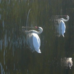 something that i always wanted