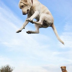 Humpy Jumpy Demo