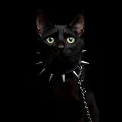 The Feline Commandments