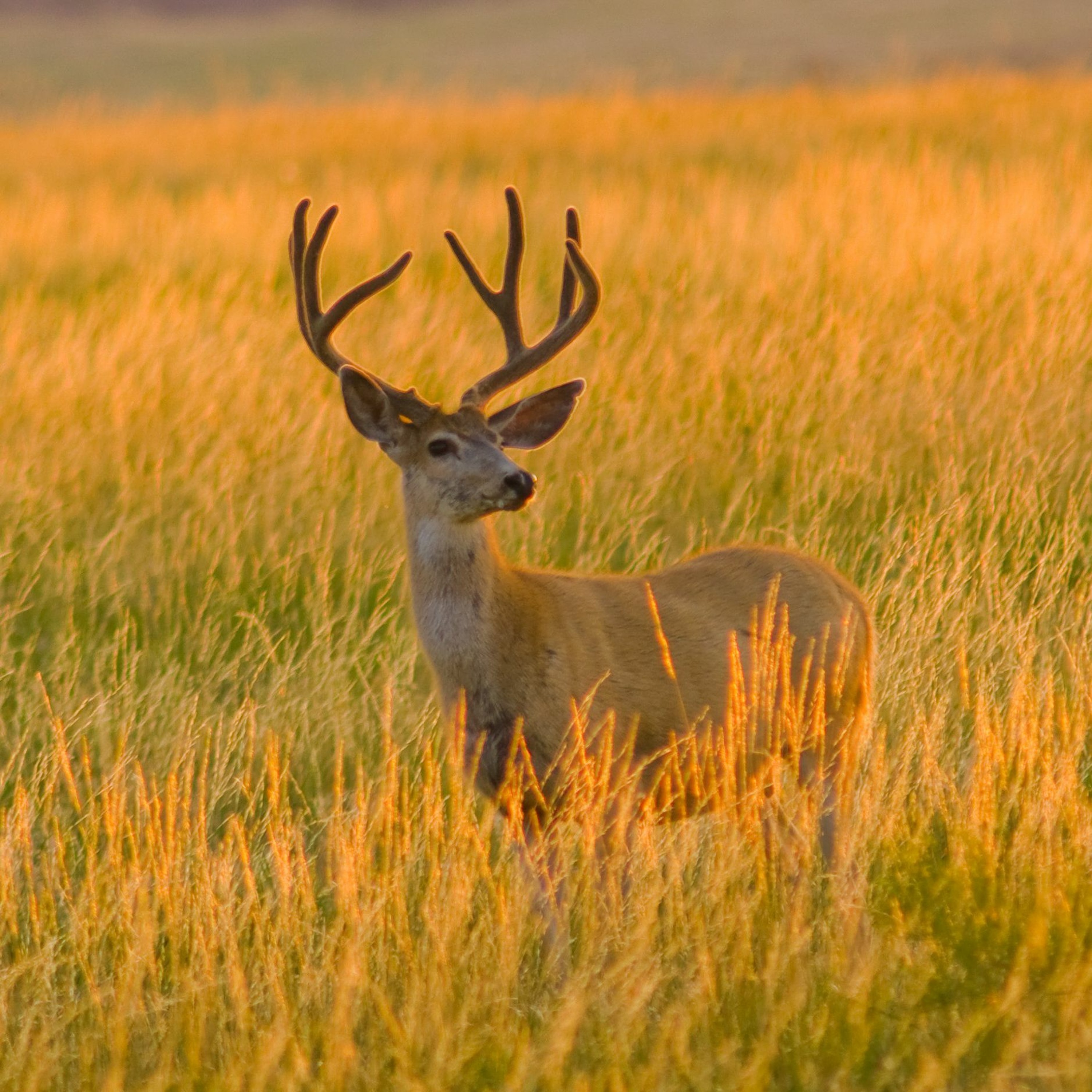 Episode 1: How to Deer