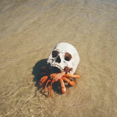 Look at this fuckin crab walking along the beach...