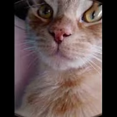 Digitos (prod. prodshango‬)