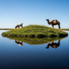 The Floating Meadow
