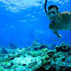 Best Key West Coral Reef Snorkeling Prices Reviews
