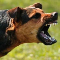 Dog Bytez (Instr)