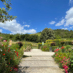 Monet's Garden