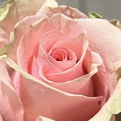 Ñuha Prumia (“My Heart” Paramore Cover—Valyrian Version)