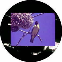 pájaro en rama - meditative nesting™ interlude