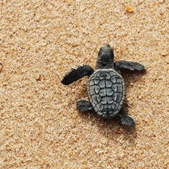 Turtle