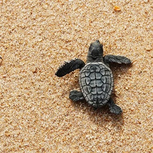 Turtle