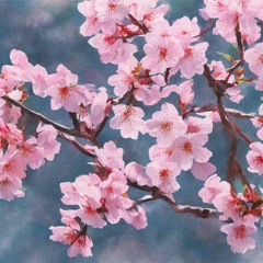 Cherry Blossom