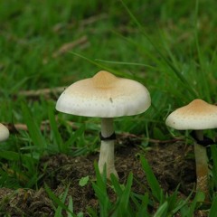 Campo De Cogumelos (Mushroom Field)