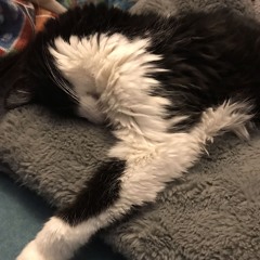 Pusskins 3