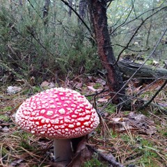 Amanita Forest