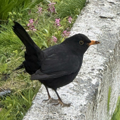 Dad Hat 🧢 - LØVΞ M3