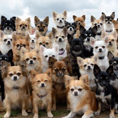 72 CHIHUAHUAS
