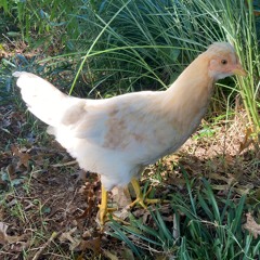 Vacation (Go-Go's cover)