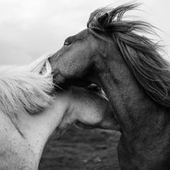To make you feel my love