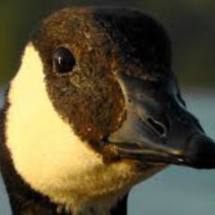 A Conversation Of Ducks