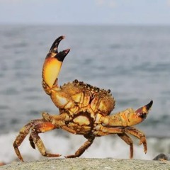 The Sorrows of a Crab
