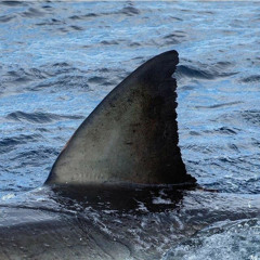 SHARK FREESTYLE