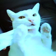 My cat is addicted to plastic bags