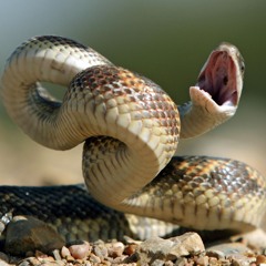 Slytherin Afterparty