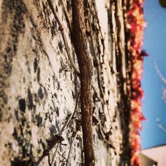 Into the Vines