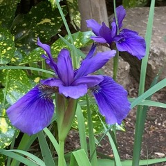 Iris no genkyoku