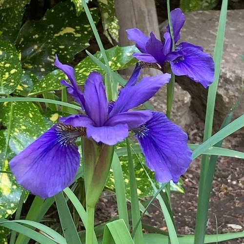 Iris no genkyoku