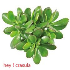 hey ! crasula