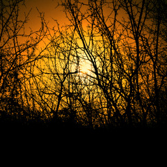 Dark Silhouette