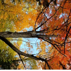 In Flames Clayman Tone Test