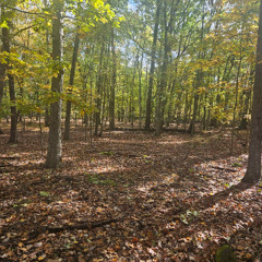 With the Leaves and Trees