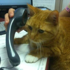 Can I Call You Tonight? - Dayglow (Cover)