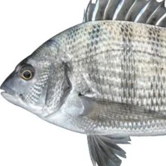 시가 될 이야기 (신지훈)