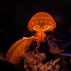 Jellyfish