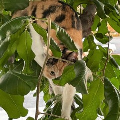 Daisy goes rollerskating