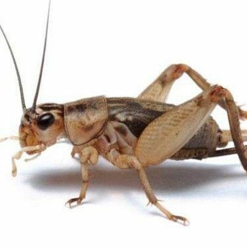 crickets