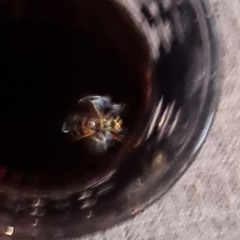 wasp season is back and i hate it
