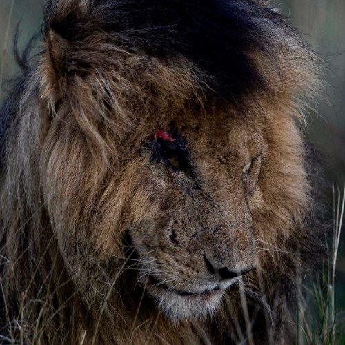 wounded lion