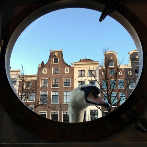 Jamuary 29 - Pulsar23 Screams