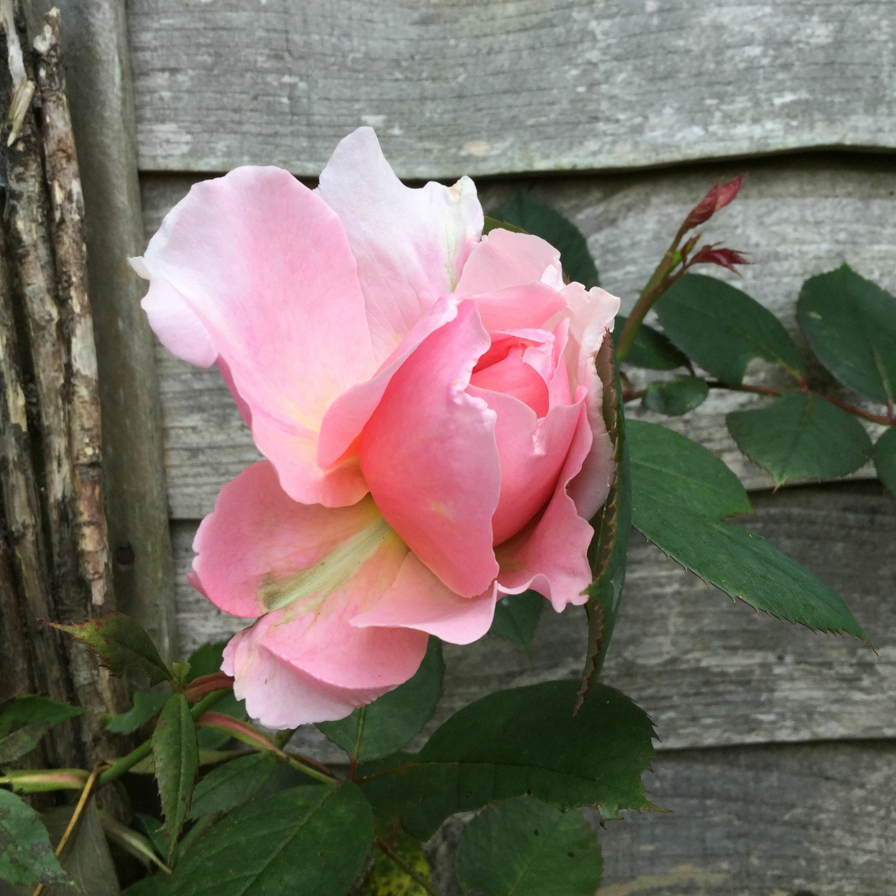 carol@carolgrimes.com